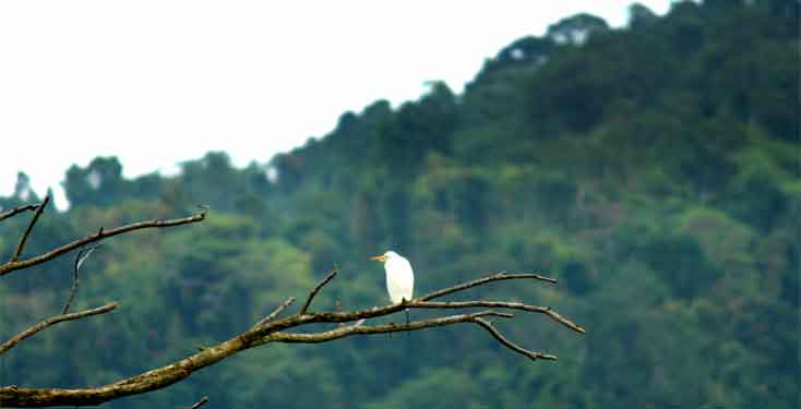 photos of bird watching island in andaman